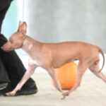 Championne Lux Dell’Universo