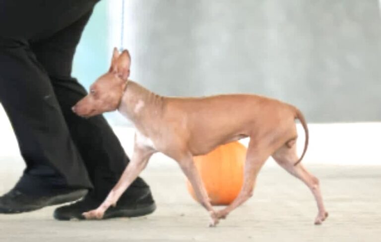 Championne Lux Dell’Universo