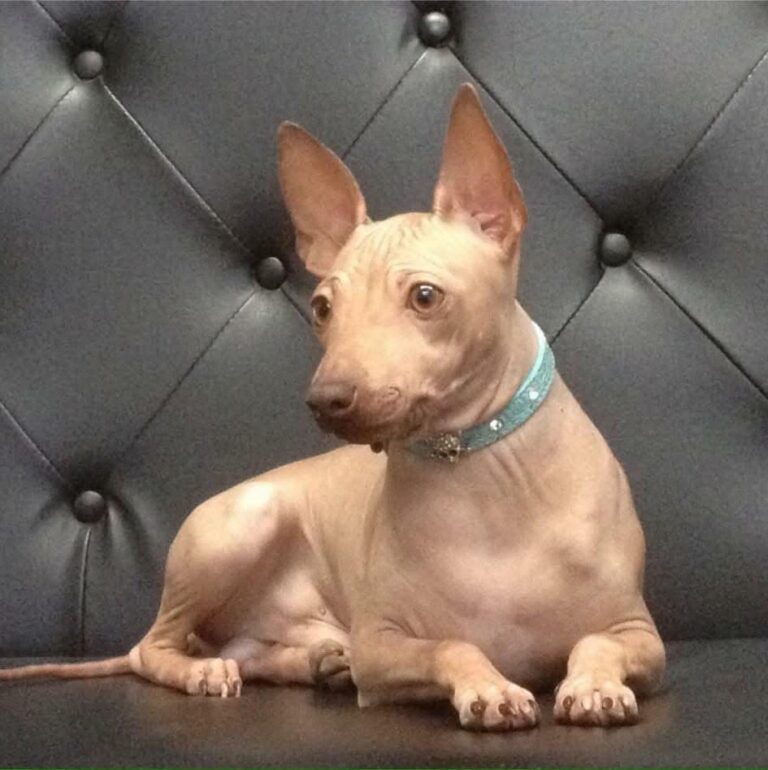 Grand Champion Tico – Le Pilier de Notre Élevage !