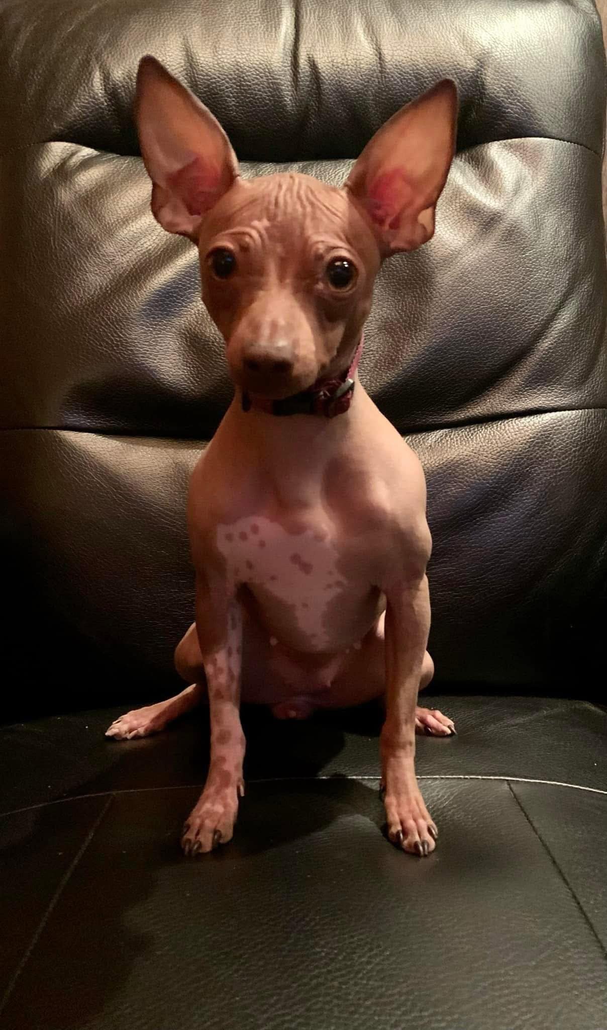 Élevage Dell Universo