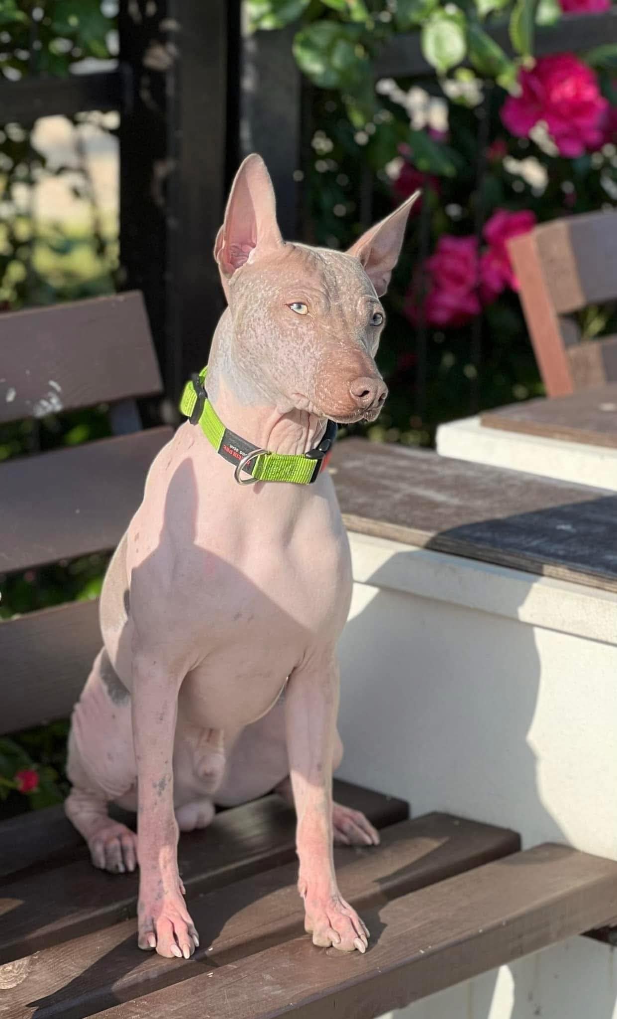 American Hairless Terrier