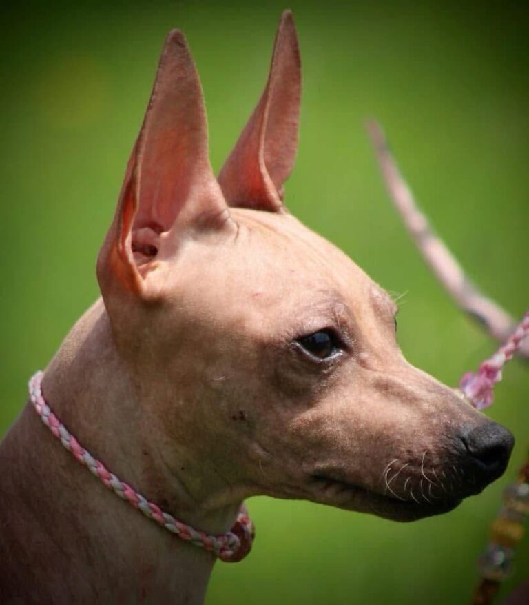 Championne Exotika – Une Beauté Venue de Russie !