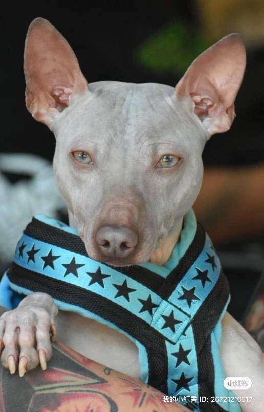 Élevage Dell Universo