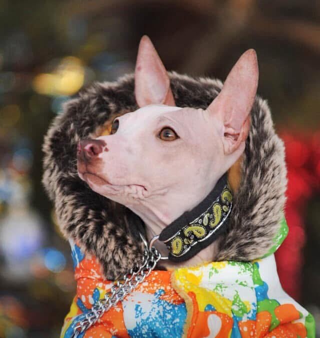 Tempérament — American Hairless Terrier