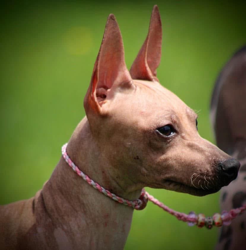 Caractéristiques — American Hairless Terrier