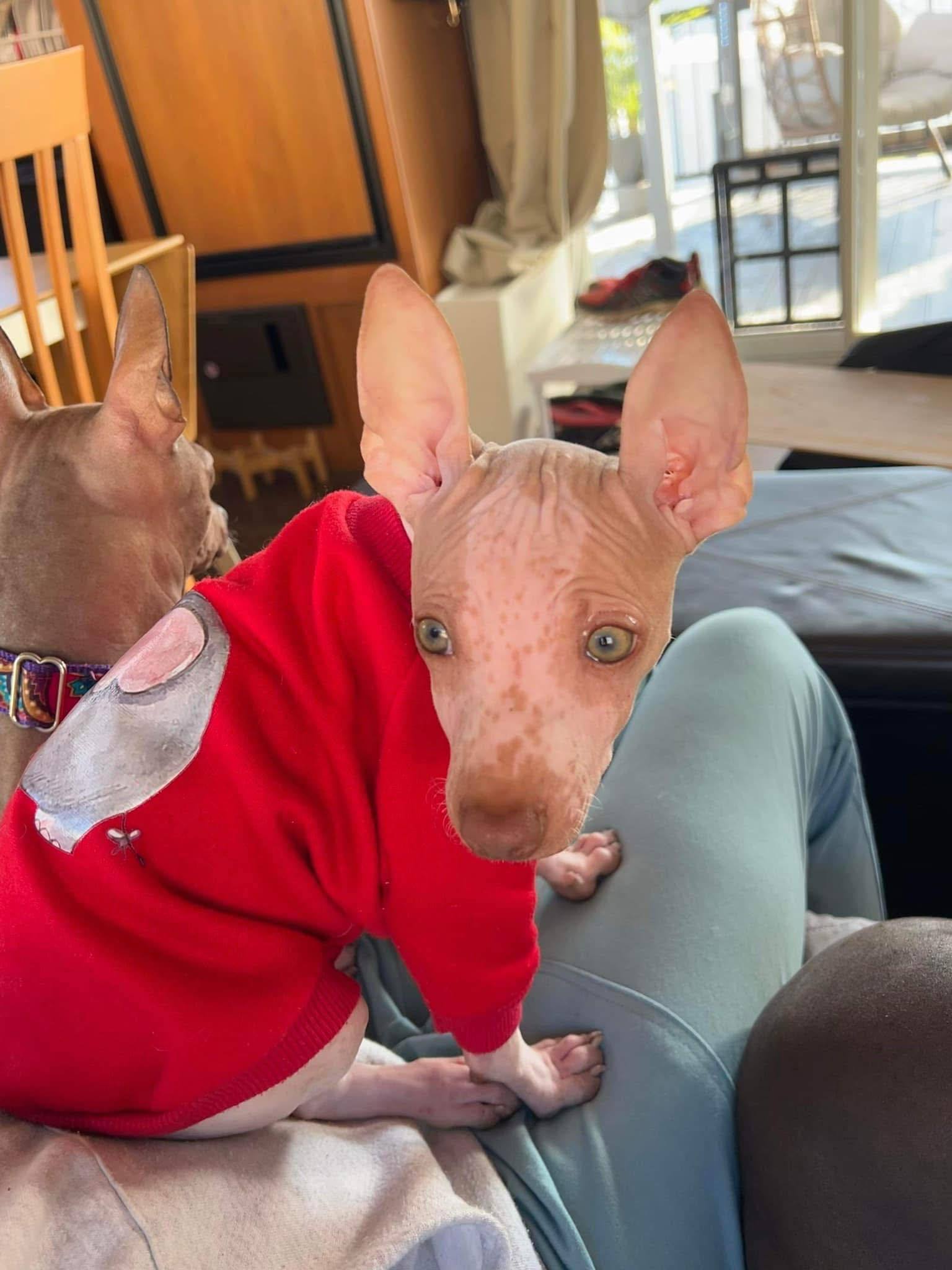 Ghost Star — photo 5