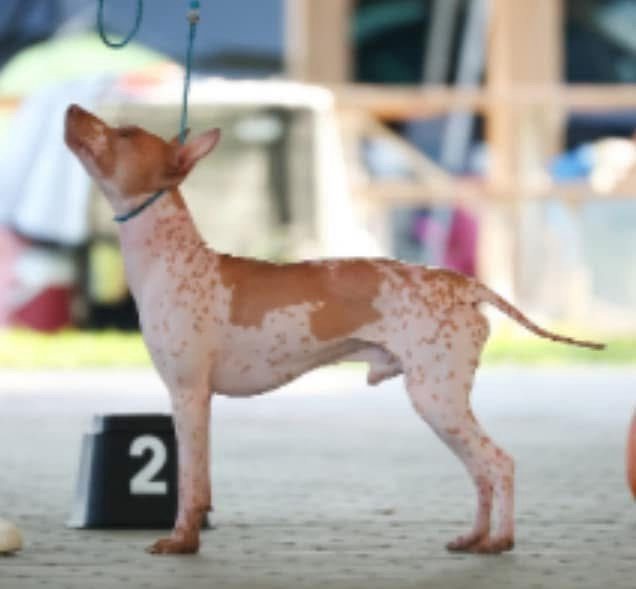 Ghost Star — photo 7