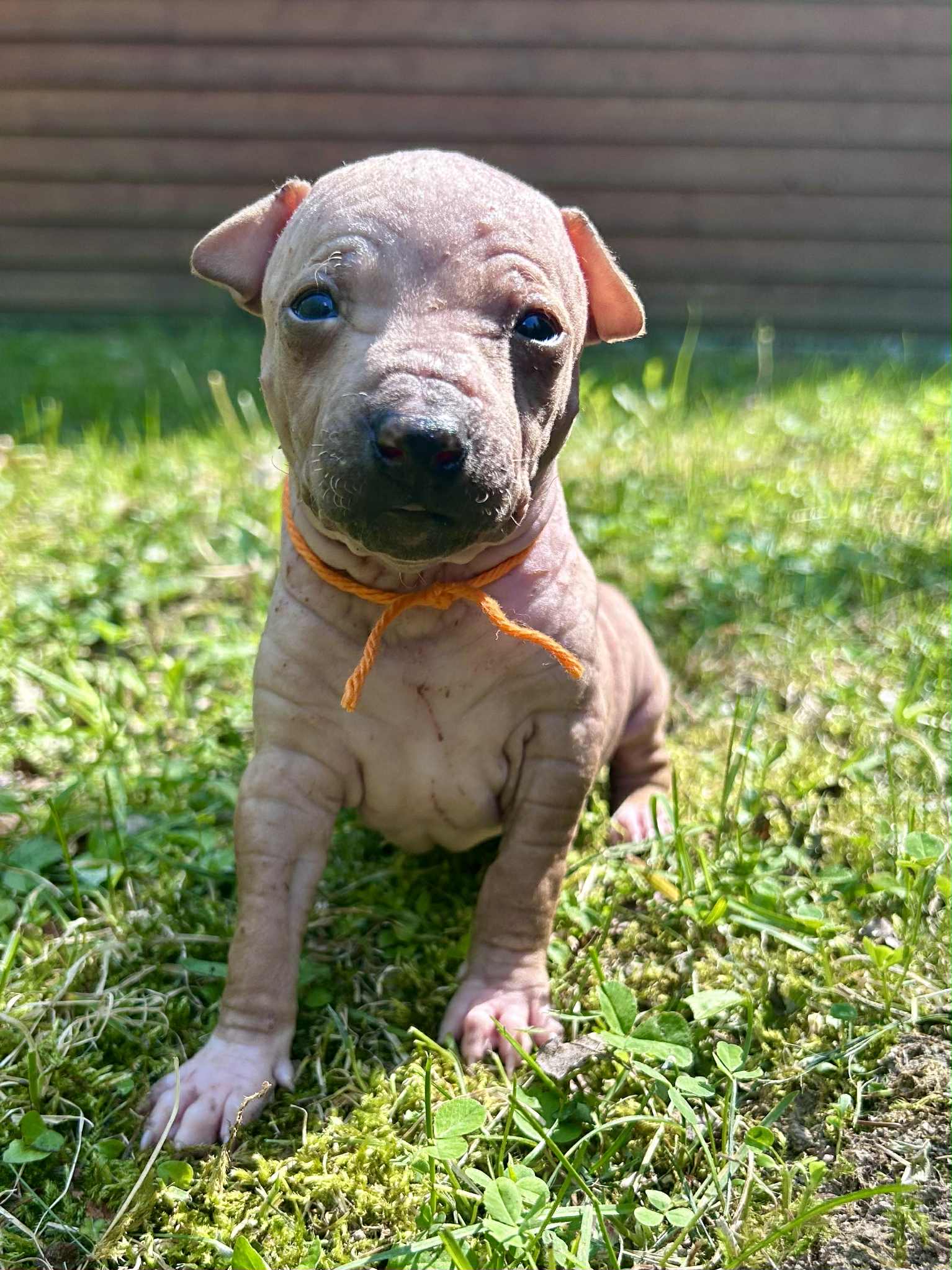 Nos chiots — Élevage Dell Universo