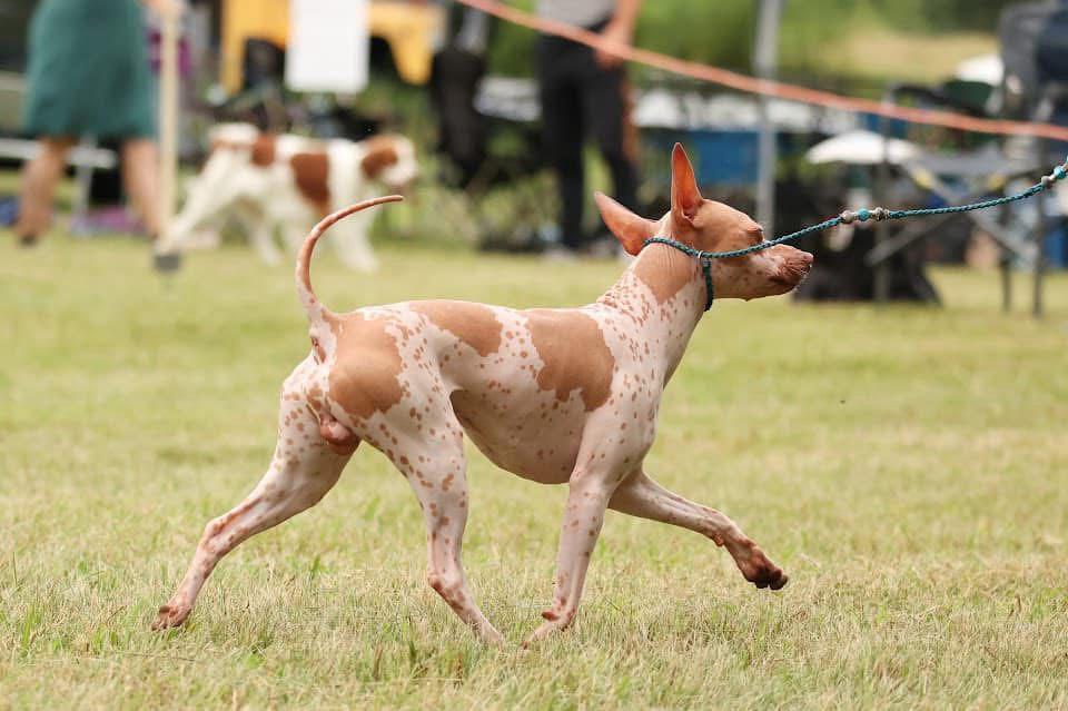 Ghost Star — photo 2