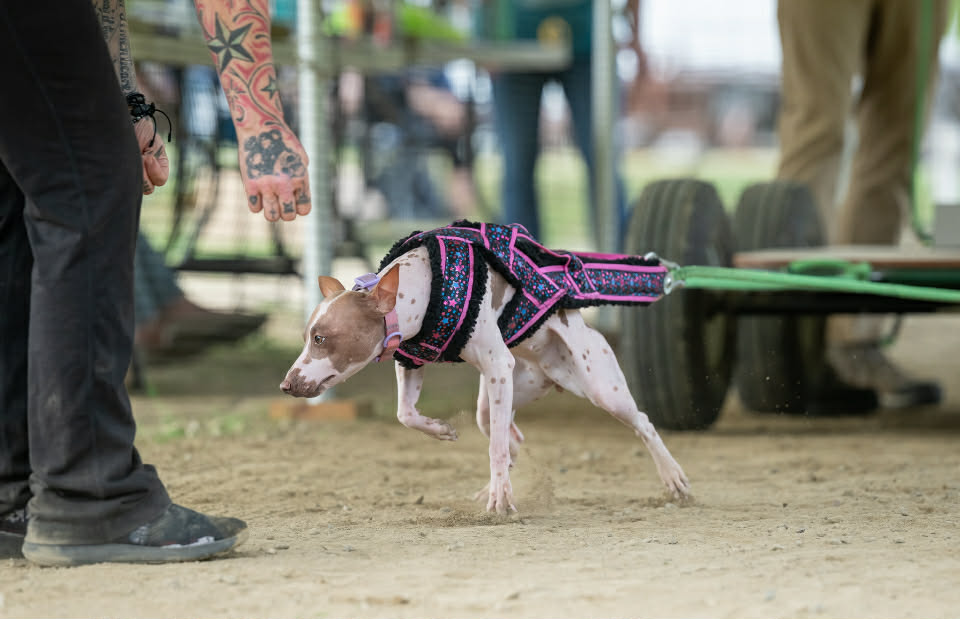 Adaline Star – photo 2