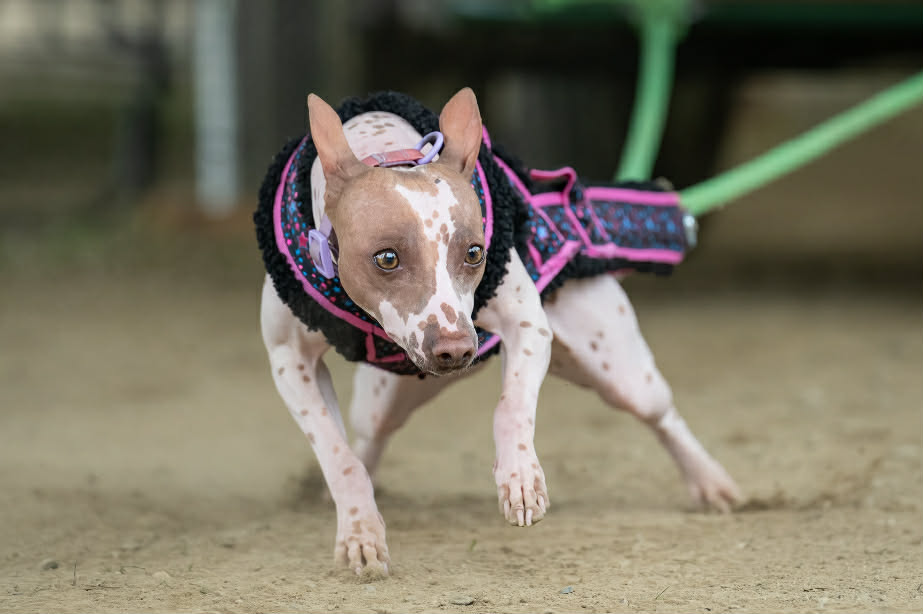 Adaline Star – photo 3