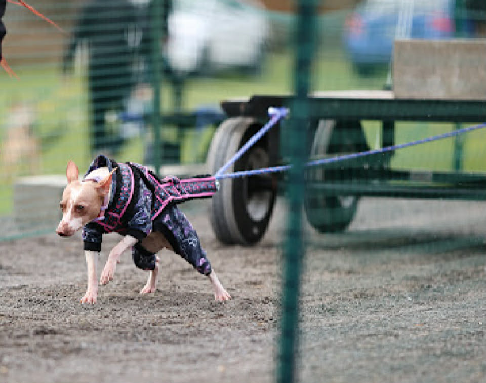 Adaline Star – photo 8