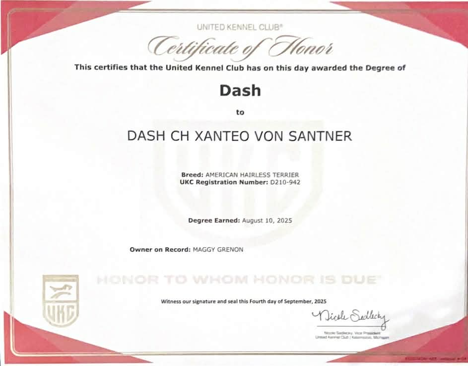 Téo – certificat et honneur 2