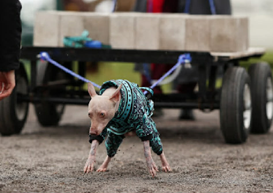 Cosmos – nouvelle photo 2 2026