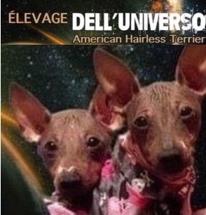 Élevage Dell Universo — American Hairless Terrier