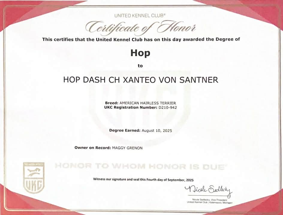 Téo – certificat et honneur 3