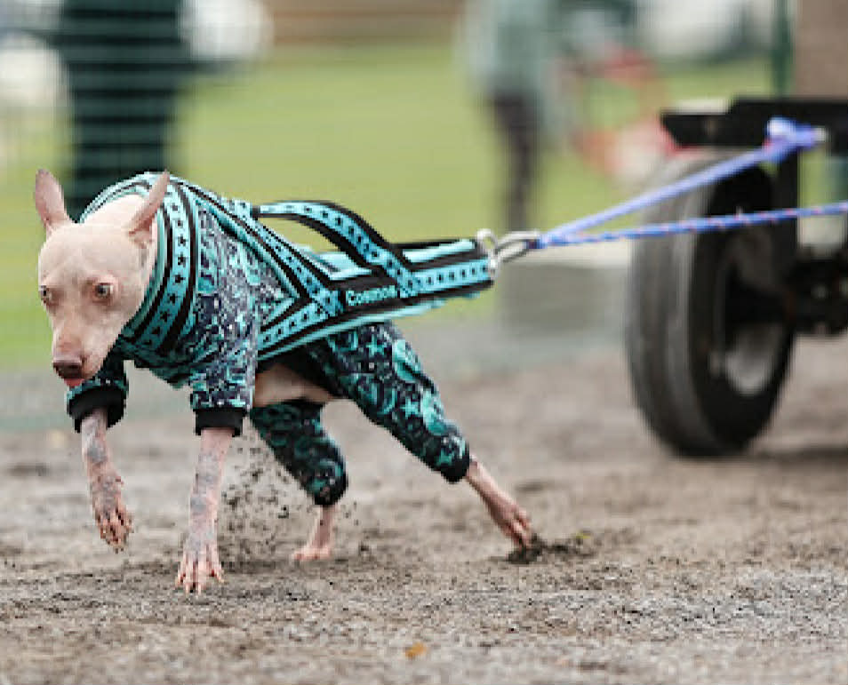 Cosmos – nouvelle photo 5 2026