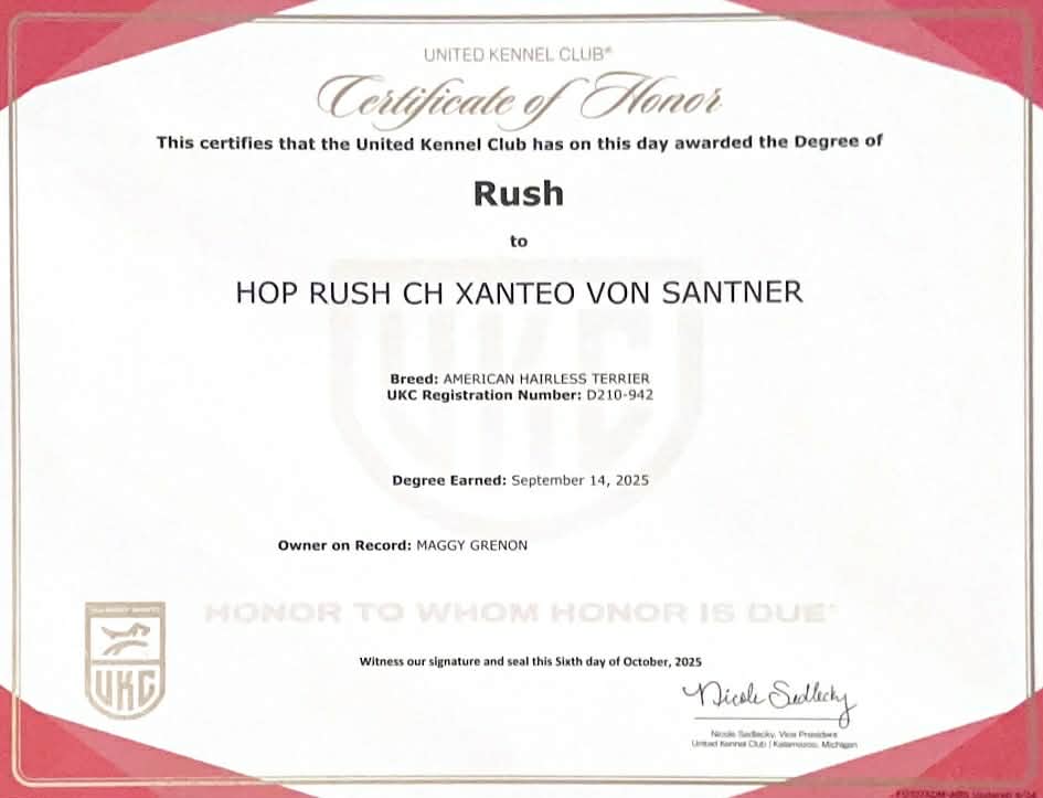 Téo – certificat et honneur 4