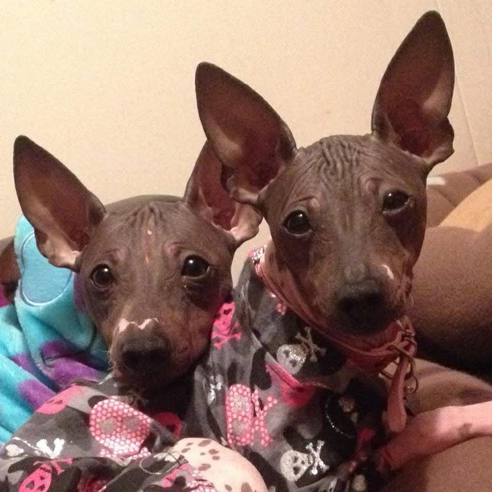 Élevage Dell Universo