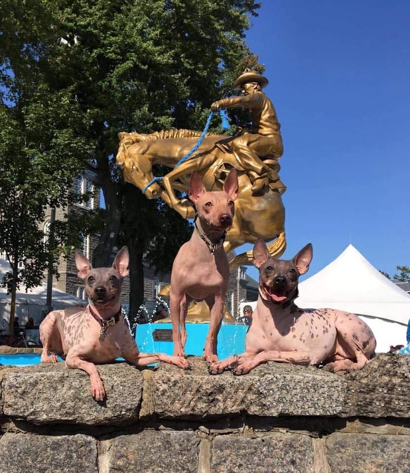 Élevage Dell Universo