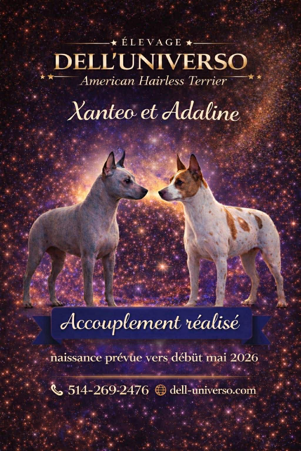 Accouplement réalisé — Xanteo et Adaline — Portée prévue début mai 2026
