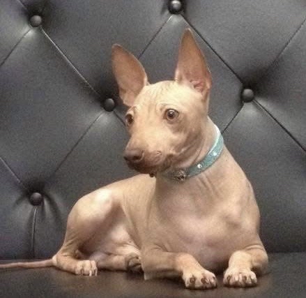 Élevage Dell Universo