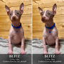 Blitz, chiot American Hairless Terrier chocolat tan piebald, collier bleu