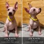 Jackson, chiot American Hairless Terrier abricot et blanc piebald, collier jaune