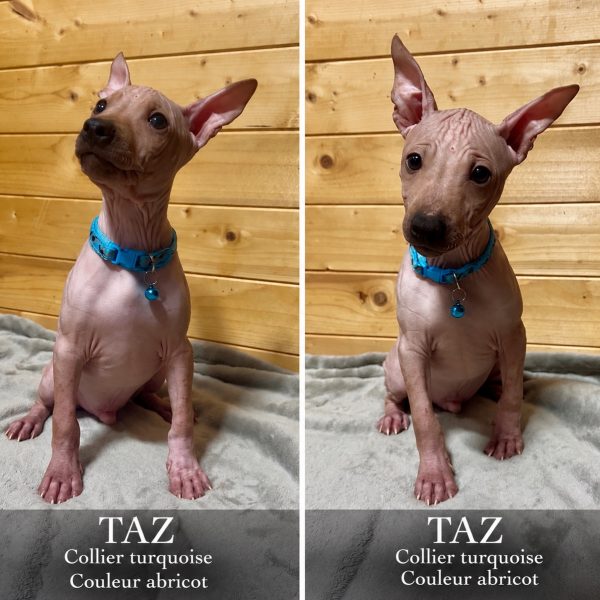 Taz, chiot American Hairless Terrier abricot, collier turquoise