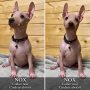 Nox, chiot American Hairless Terrier abricot, collier noir