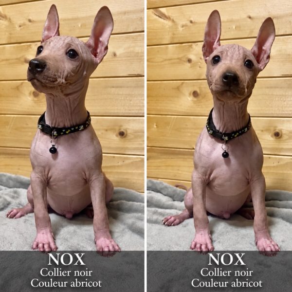 Nox, chiot American Hairless Terrier abricot, collier noir